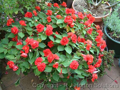 Impatiens Double Red 